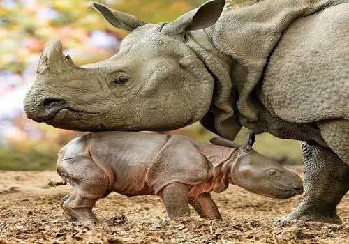 نبرد نفس‌گیر دو زرافه را ببینید! + فیلم