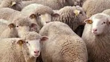 قطر: درخواست رسمی برای واردات گوسفند ایرانی به بازارهای خود