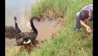 فیلم نجات جوجه قوی سیاه از نخ ماهیگیری / وقتی قوی مادر از انسان‌ها کمک خواست/ویدیو 