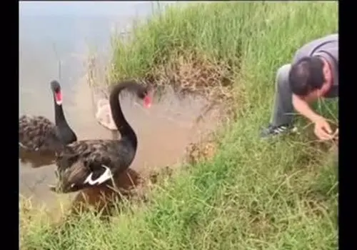 فیلم نجات جوجه قوی سیاه از نخ ماهیگیری / وقتی قوی مادر از انسان‌ها کمک خواست/ویدیو 