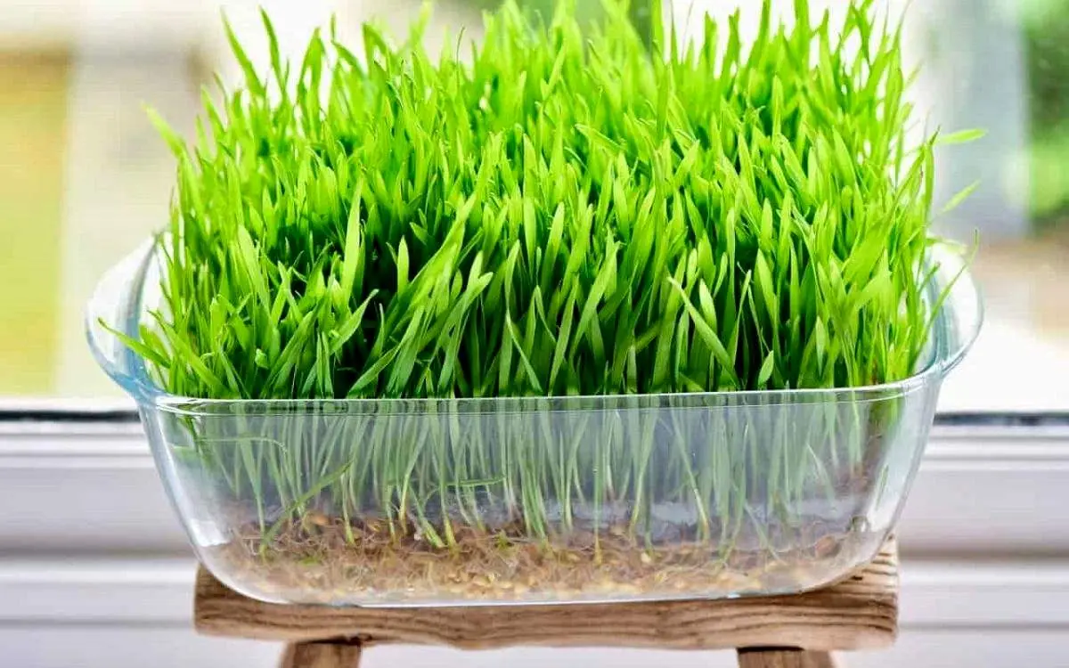 آموزش گام به گام سبزه عید با گندم؛ در این زمان کم تا عید یک سبزه عالی درست کن!+ فیلم