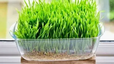 آموزش گام به گام سبزه عید با گندم؛ در این زمان کم تا عید یک سبزه عالی درست کن!+ فیلم