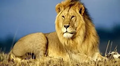 حمله هولناک و عجیب شیر باغ وحش به دوربین+ فیلم
