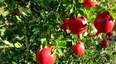 چرا آب انار تلخ می شود؟ بررسی علل و راهکارها
