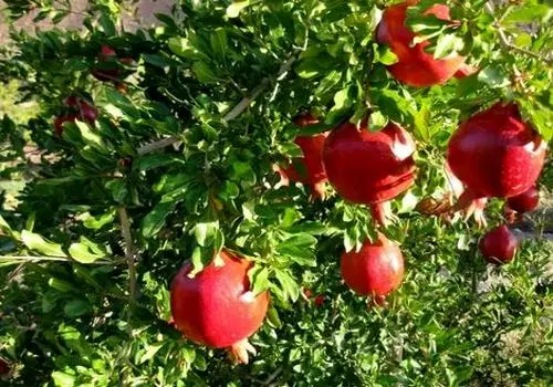 رشته پلو با انار 