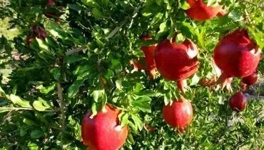 عواملی که باعث ترک خوردن انار بر روی شاخه می شود