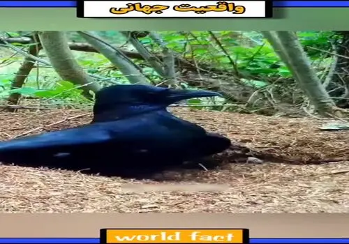 
پرندگان هم دوست پیدا می‌کنند