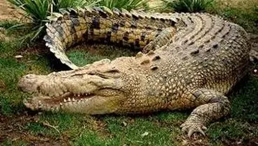 تلاش بی‌ثمر مار مامبای سیاه برای فرار از تمساح گرسنه + فیلم