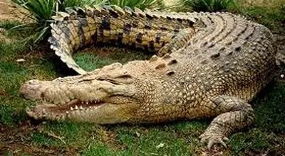 تلاش بی‌ثمر مار مامبای سیاه برای فرار از تمساح گرسنه + فیلم