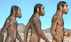 کشف جدید؛ انسان امروزی تنها گونه باقی مانده بین 21 نوع انسان است!