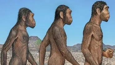 کشف جدید؛ انسان امروزی تنها گونه باقی مانده بین 21 نوع انسان است!