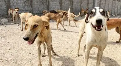 حمله‌کننده به دانشجوی دانشگاه زنجان یک سگ ولگرد بود!