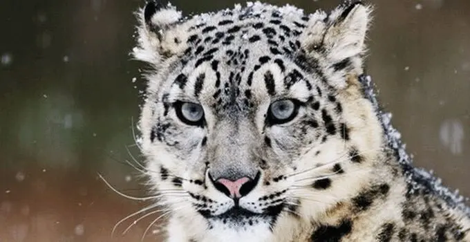 پلنگ برفی ،زیبایی که در کوهستان خاموش است

