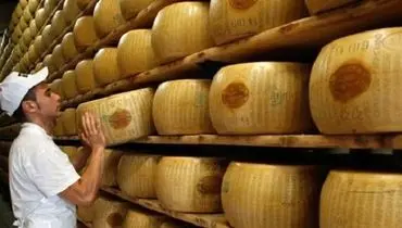  این پنیر خطرناک‌ترین پنیر دنیاست!+فیلم