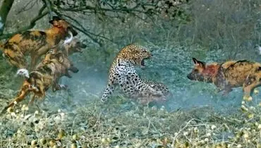 تلاش ناموفق پلنگ در شکار سگ های وحشی در قلب آفریقای جنوبی + فیلم