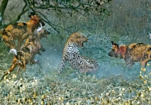 تلاش ناموفق پلنگ در شکار سگ های وحشی در قلب آفریقای جنوبی + فیلم