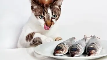 گربه خوش اشتها در حین دزدیدن ماهی بزرگ، گیر افتاد+ فیلم