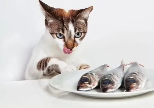 ناله های عجیب این گربه وقتی ظرف غذایش خالی است+ فیلم