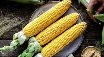  چگونه ذرت را با زودپز بپزیم؟ 