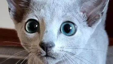 مروری بر مشهورترین گربه‌های تاریخ؛ از ملوان تا اینترنتی + عکس