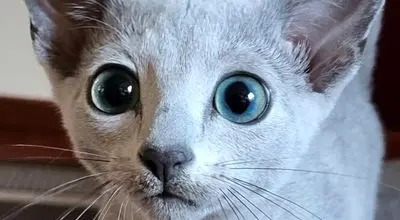 مروری بر مشهورترین گربه‌های تاریخ؛ از ملوان تا اینترنتی + عکس