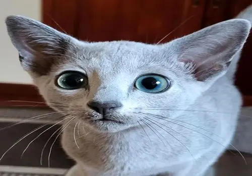 مروری بر مشهورترین گربه‌های تاریخ؛ از ملوان تا اینترنتی + عکس