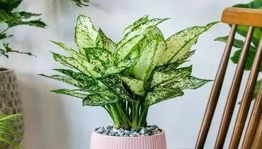 راهنمای کامل مراقبت از پاجوش‌های آگلونما؛ از رشد تا تقویت