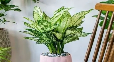 راهنمای کامل مراقبت از پاجوش‌های آگلونما؛ از رشد تا تقویت