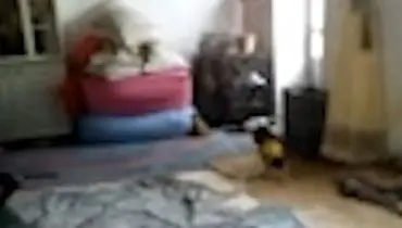 فیلم «آدم کوتوله‌های ۵ سانتی‌متری» در ایران واقعیت دارد ؟!/ویدیو 