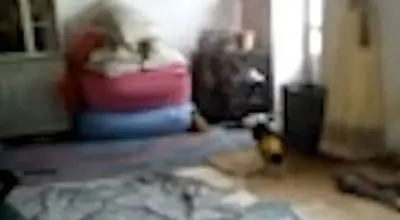 فیلم «آدم کوتوله‌های ۵ سانتی‌متری» در ایران واقعیت دارد ؟!/ویدیو 