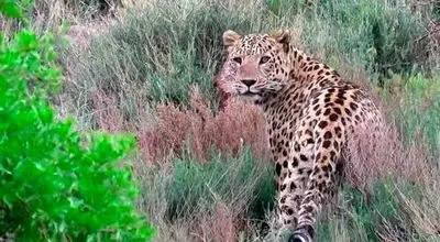 یک قلاده پلنگ ایرانی در ارتفاعات پارک ملی لار دیده شد + عکس