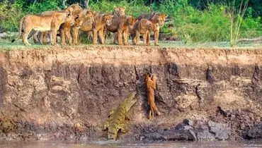 تصاویر دیدنی از ناکامی شیر جوان در برابر اسب آبی و کروکودیل + عکس