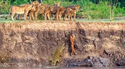 تصاویر دیدنی از ناکامی شیر جوان در برابر اسب آبی و کروکودیل + عکس