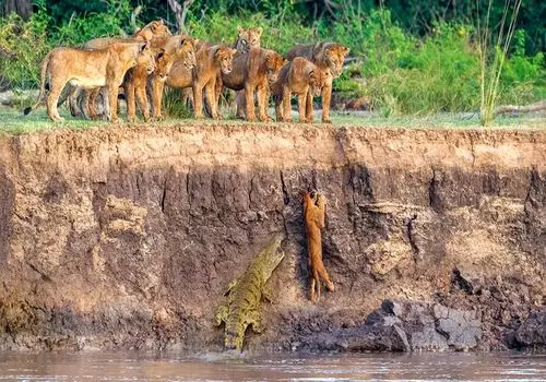 تصاویر دیدنی از ناکامی شیر جوان در برابر اسب آبی و کروکودیل + عکس