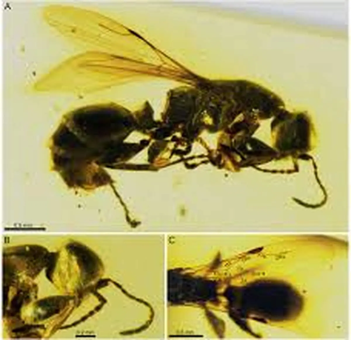 کشف «ملکۀ مورچه» 16 میلیون‌ساله 

