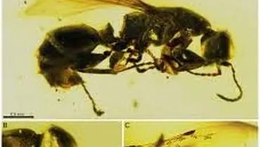 کشف «ملکۀ مورچه» 16 میلیون‌ساله 
