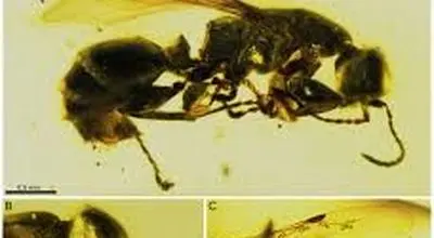 کشف «ملکۀ مورچه» 16 میلیون‌ساله 
