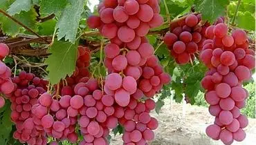 کانجینا، ارزان ترین روش نگهداری طولانی مدت انگور + فیلم