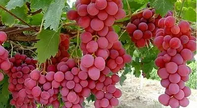کانجینا، ارزان ترین روش نگهداری طولانی مدت انگور + فیلم