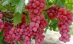کانجینا، ارزان ترین روش نگهداری طولانی مدت انگور + فیلم