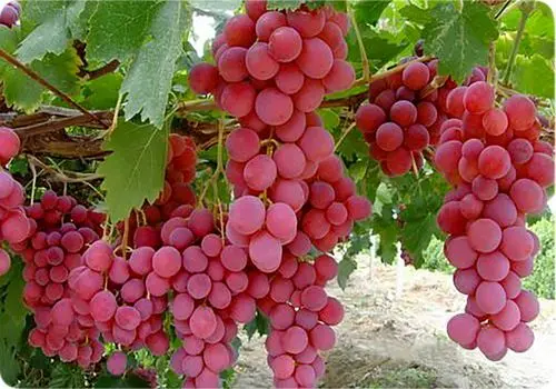 کانجینا، ارزان ترین روش نگهداری طولانی مدت انگور + فیلم