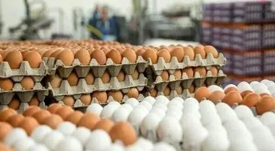 قیمت جدید شانه تخم مرغ برای مصرف کنندگان اعلام شد