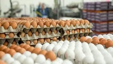 قیمت جدید شانه تخم مرغ برای مصرف کنندگان اعلام شد