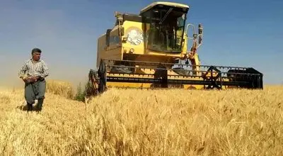 آخرین وضعیت از پرداخت مطالبات گندمکاران 