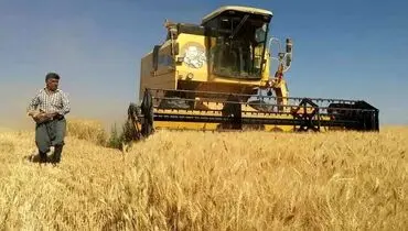 آخرین وضعیت از پرداخت مطالبات گندمکاران 