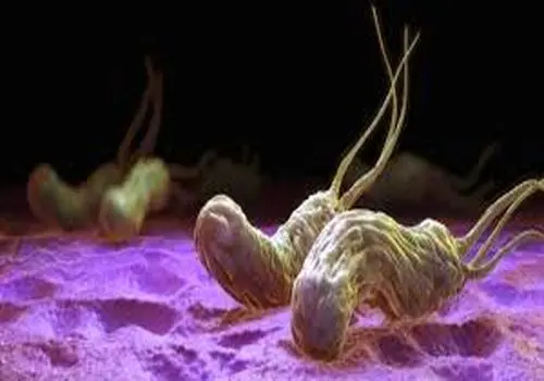 نقش تغذیه سالم در پیشگیری از تحلیل عضلانی