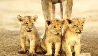 لحظه‌ی پرشور دیدار توله‌های شیر با مادرشان + فیلم