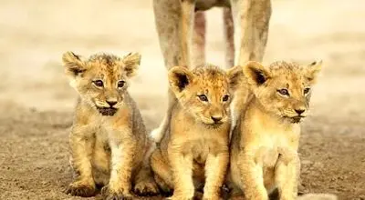 لحظه‌ی پرشور دیدار توله‌های شیر با مادرشان + فیلم