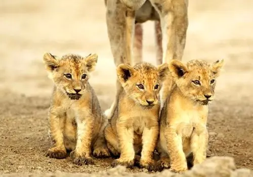 لحظه‌ی پرشور دیدار توله‌های شیر با مادرشان + فیلم