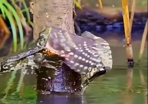 سمی‌ترین قورباغه ها با ظاهری جذاب+فیلم